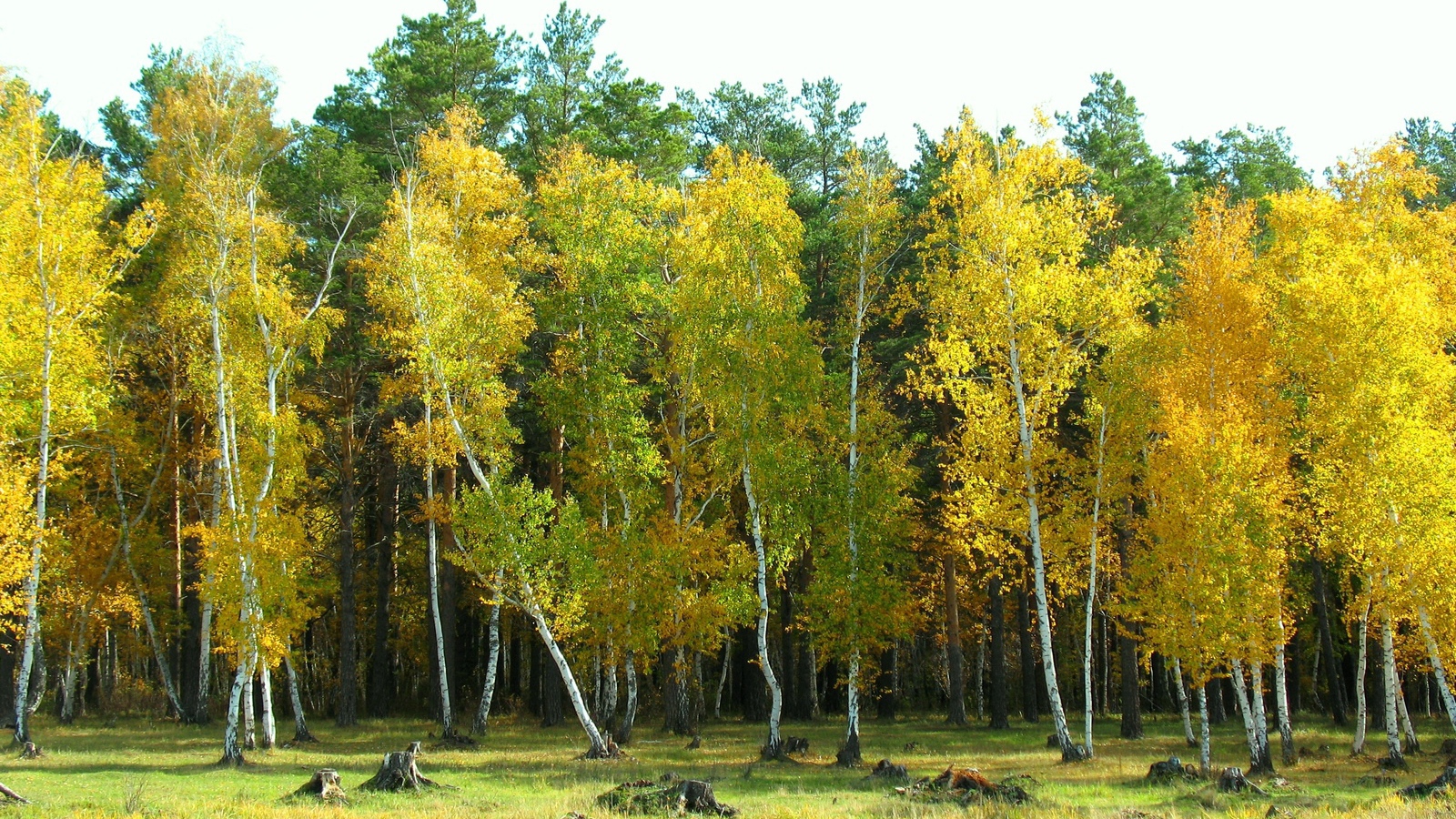 The birch forest of