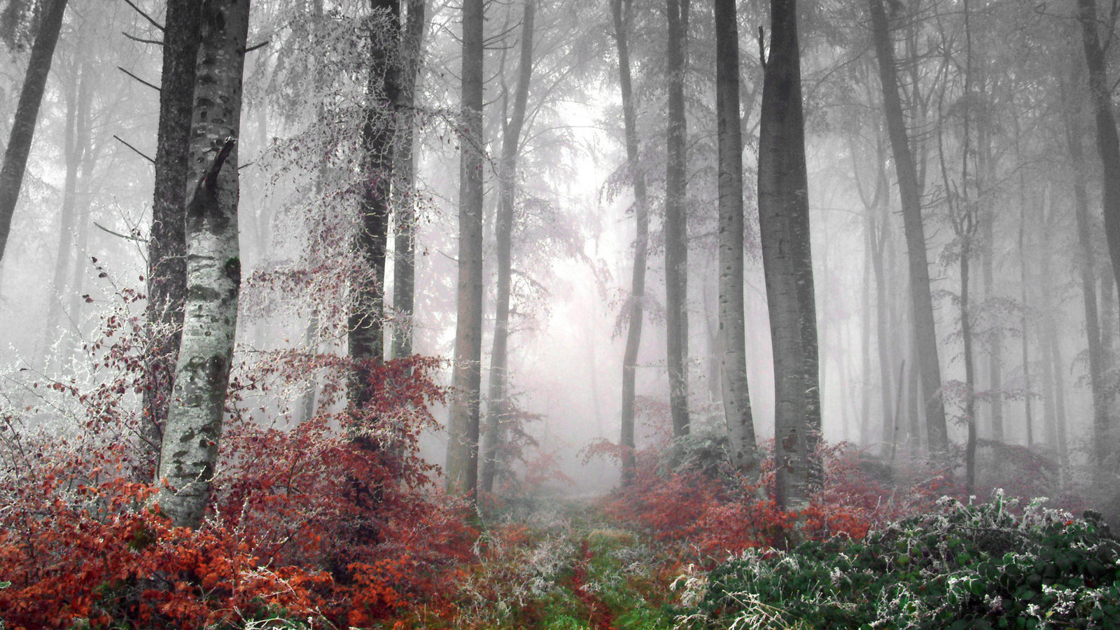 Первые заморозки в лесу