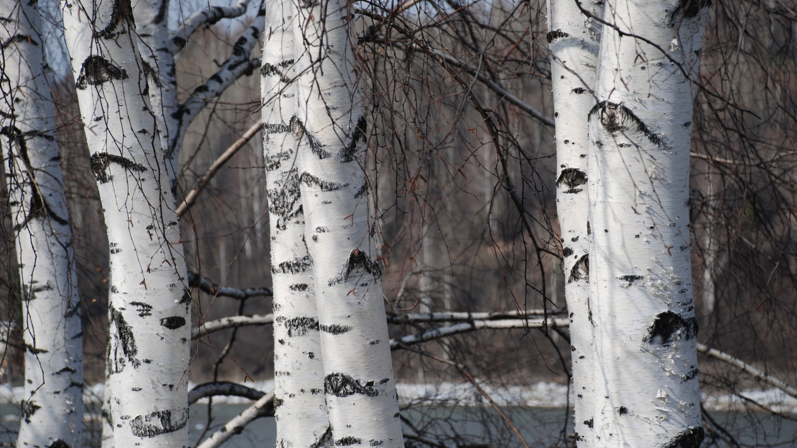 Зимняя березовая роща