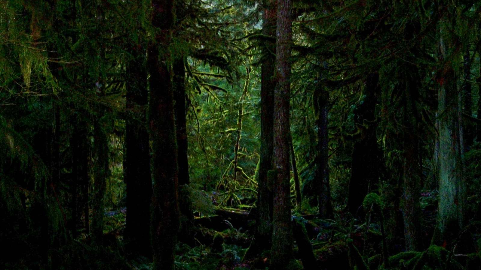 Покрытый мхом лес