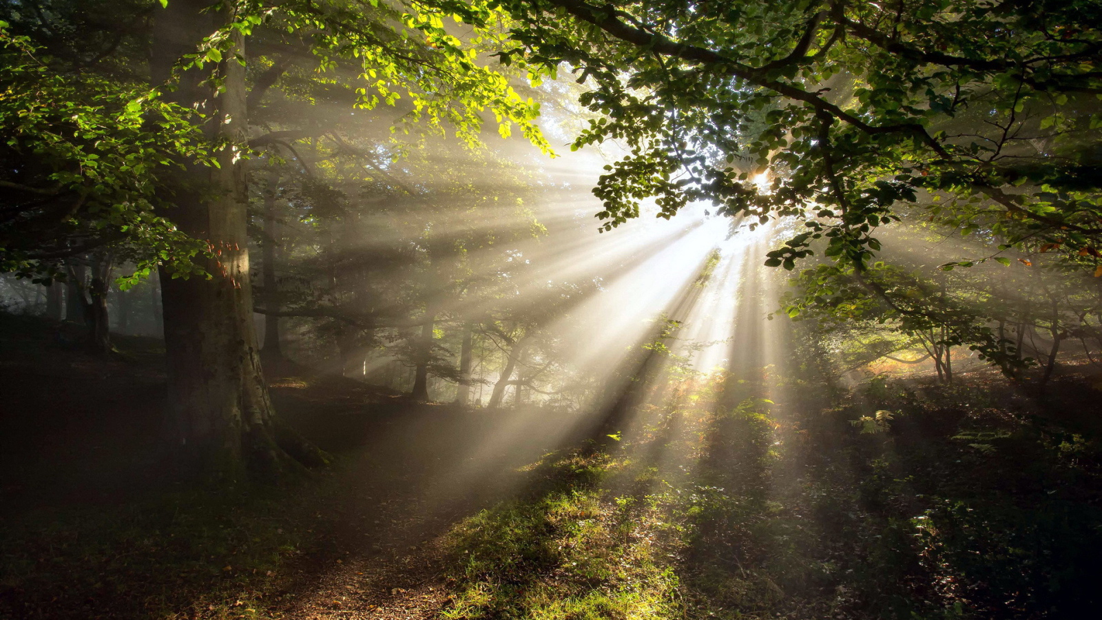 Лучи солнца через листву