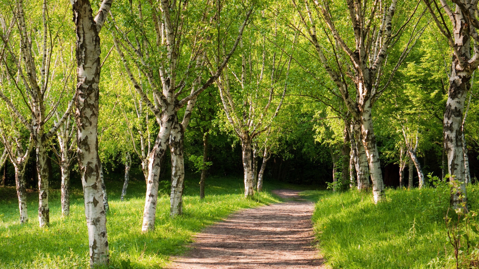 Березовая аллея