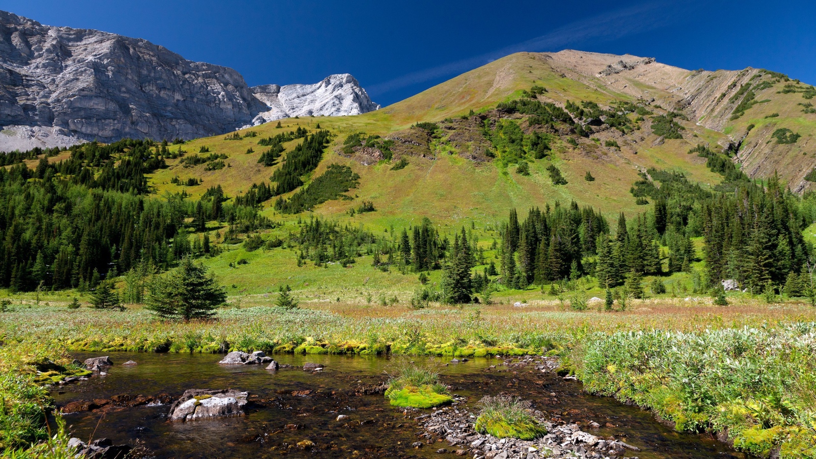 Гора заросшая лесом