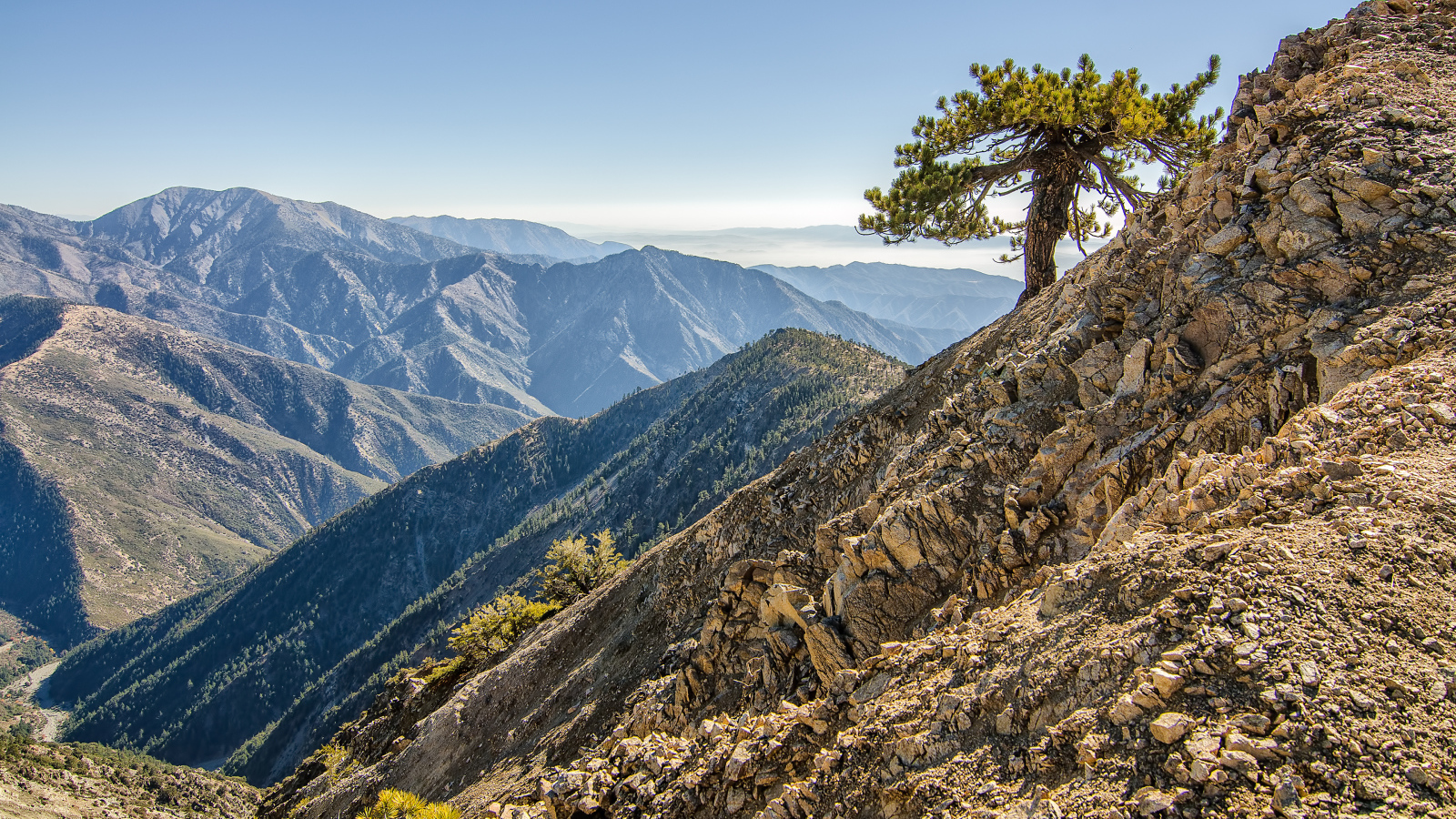 Одинокое дерево в горах