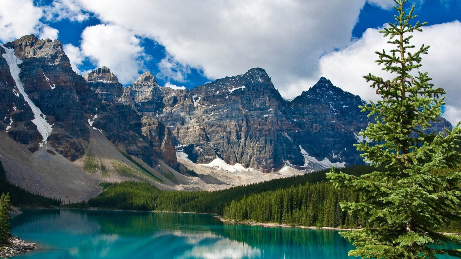 Ель на берегу озера