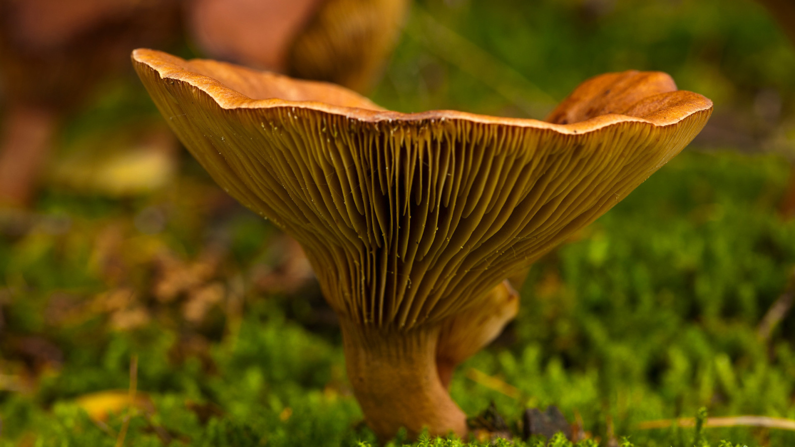 Осень грибная пора