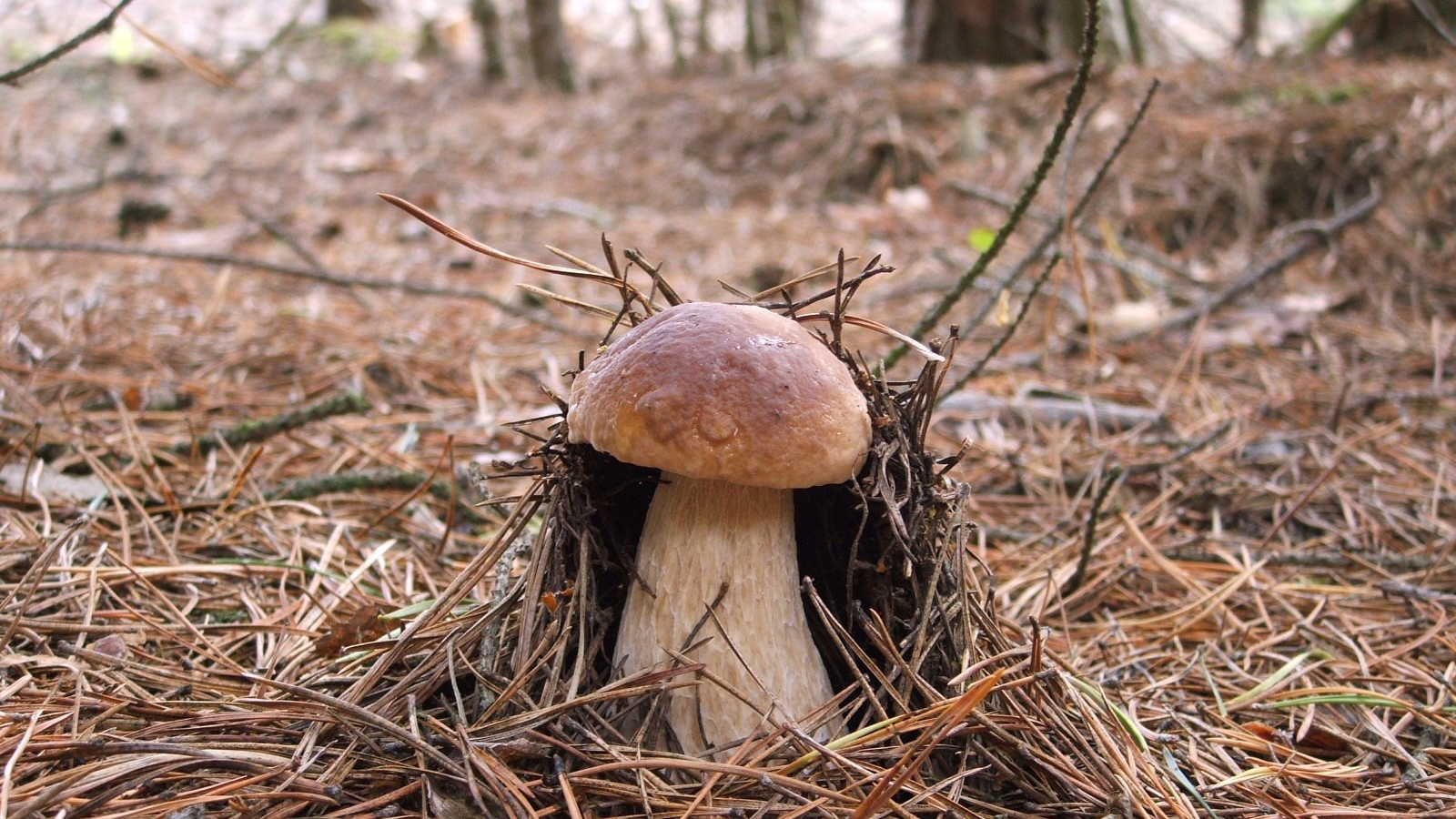 Гриб боровик