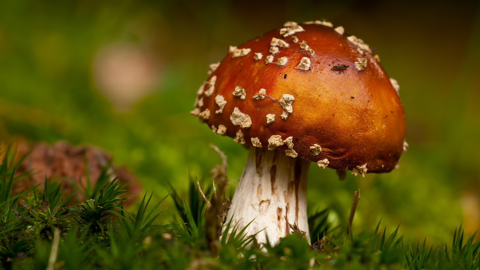 Гриб в траве