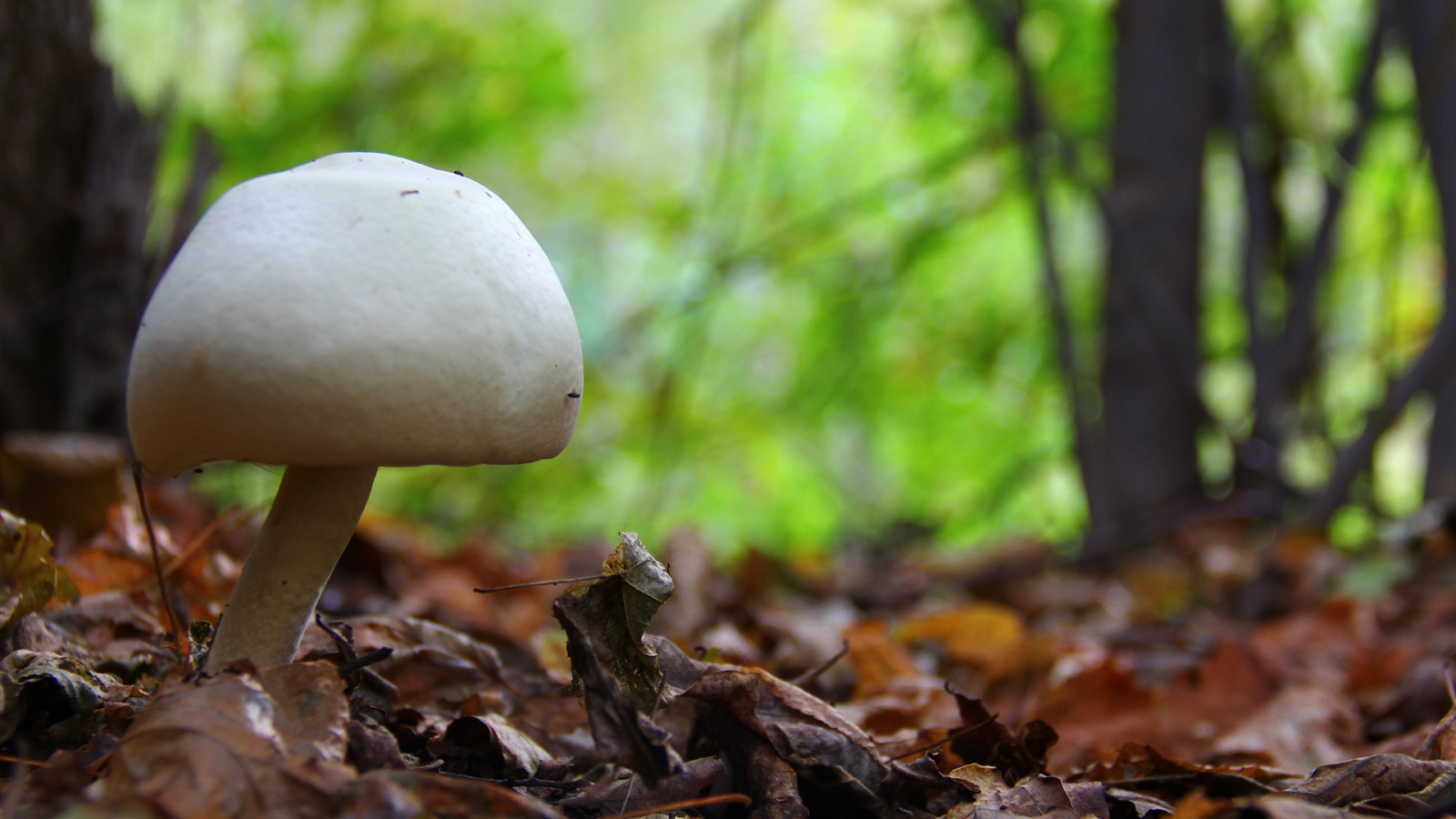 Белый гриб в лесу