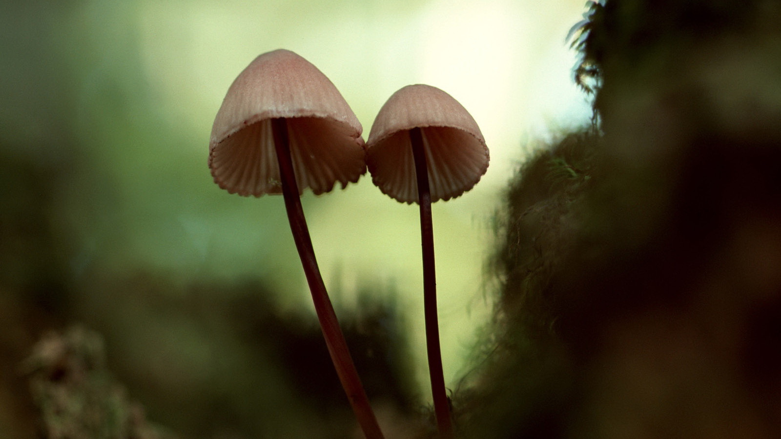 Зонтичные грибы