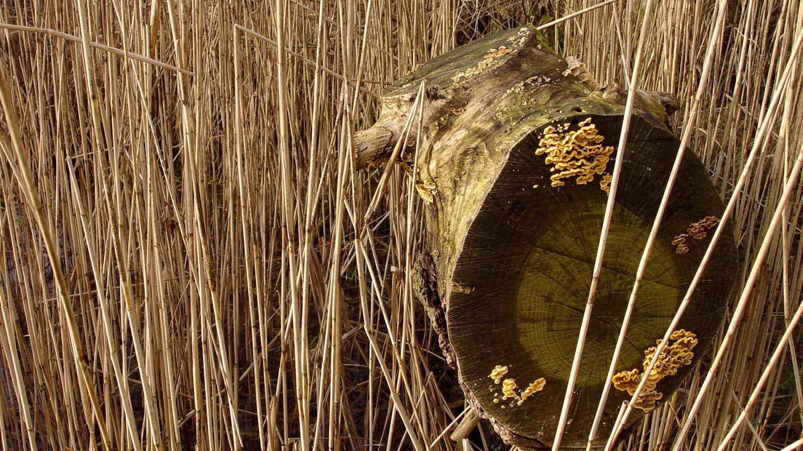 Старое бревно в траве