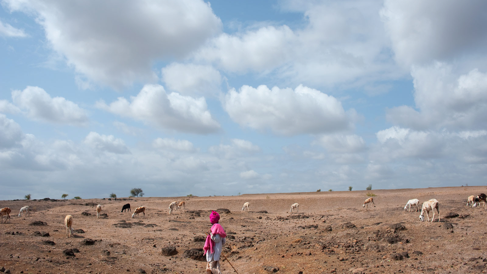 Пастух овец