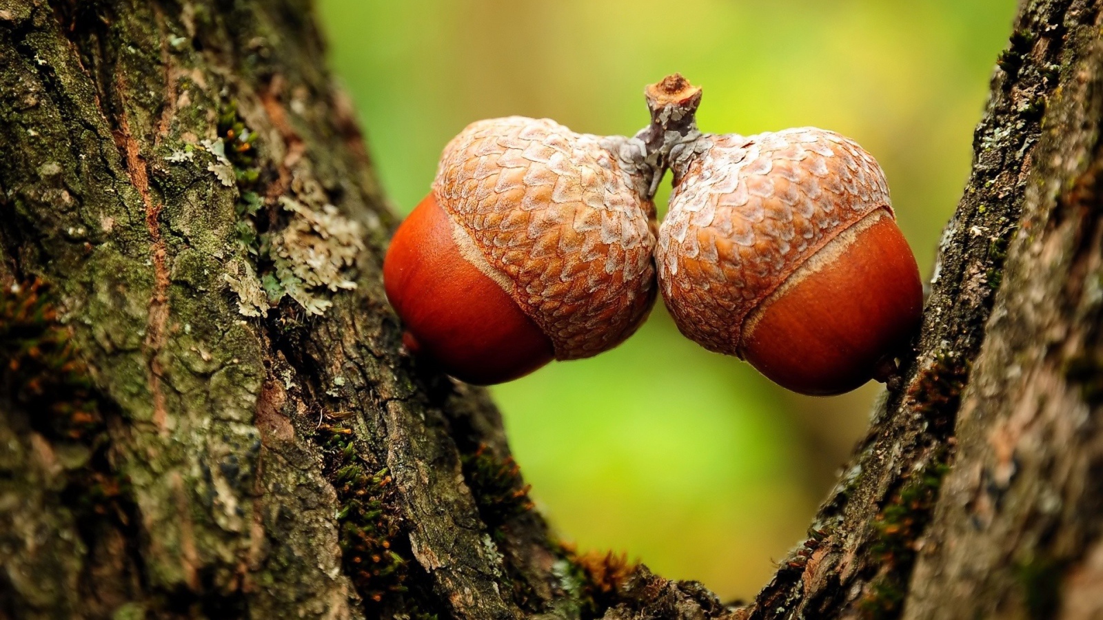 Желуди семена дуба