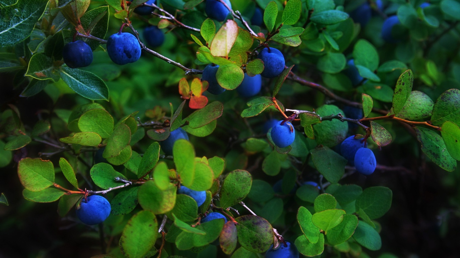Синие ягоды в листве