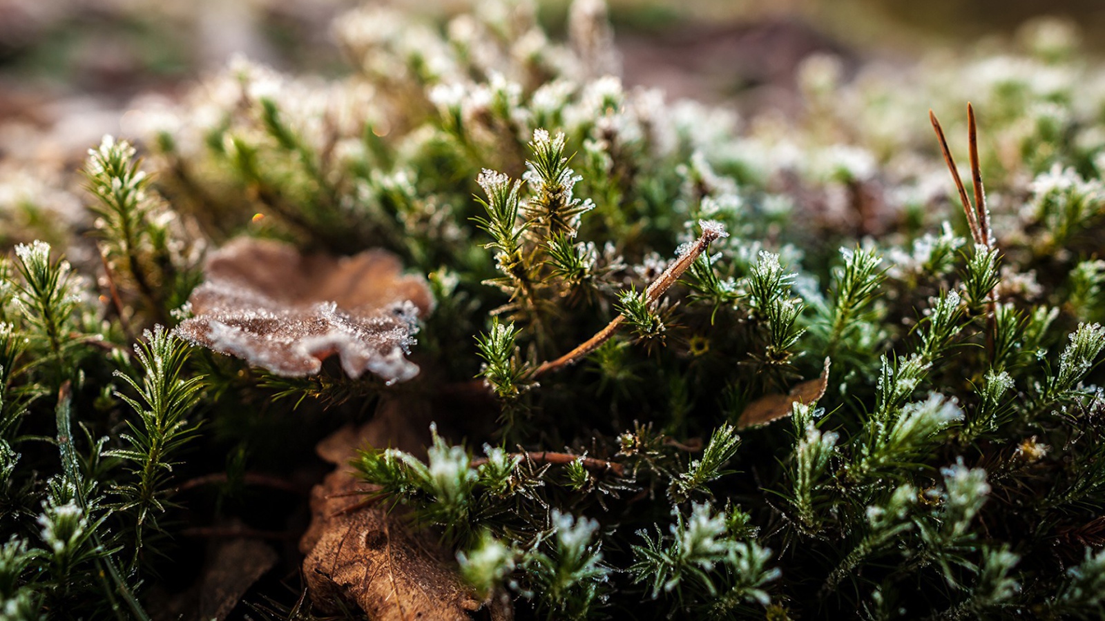 Хвойные ветки в снегу