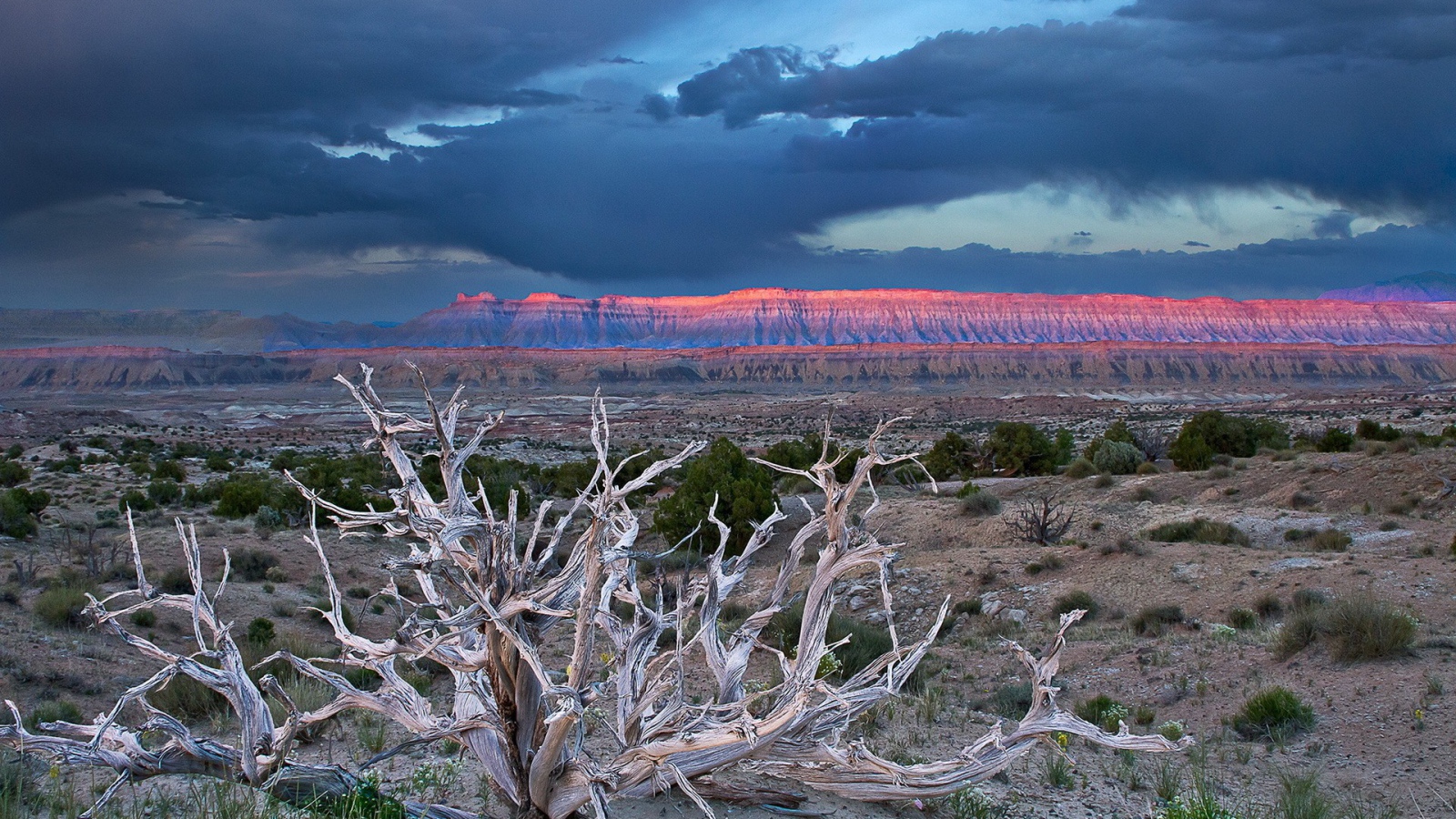 Засохшее дерево в пустыне