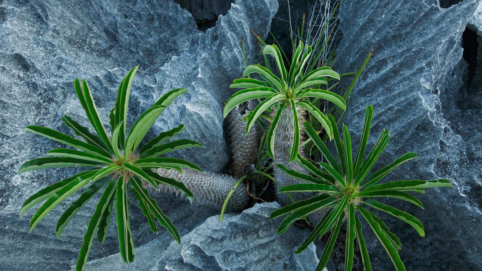 Пальмы растут в скалах