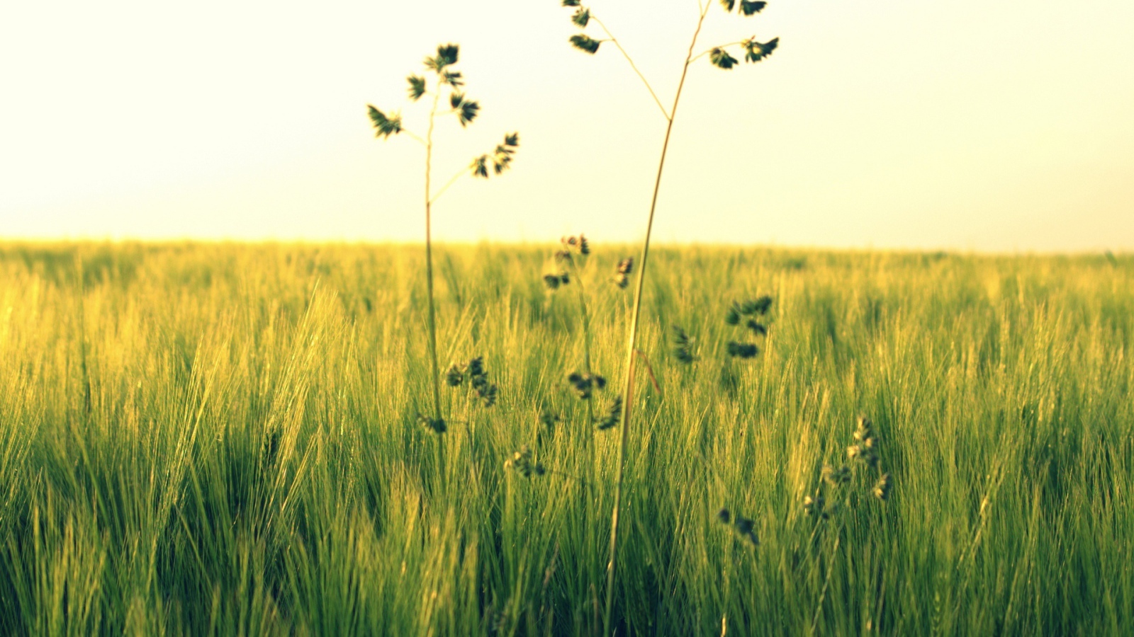 Растения в поле