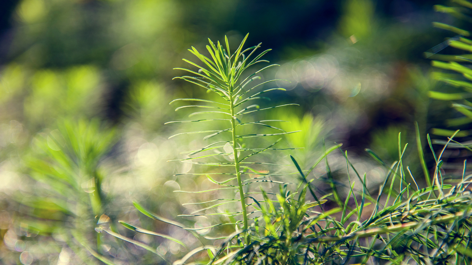 Росток тянется к солнцу