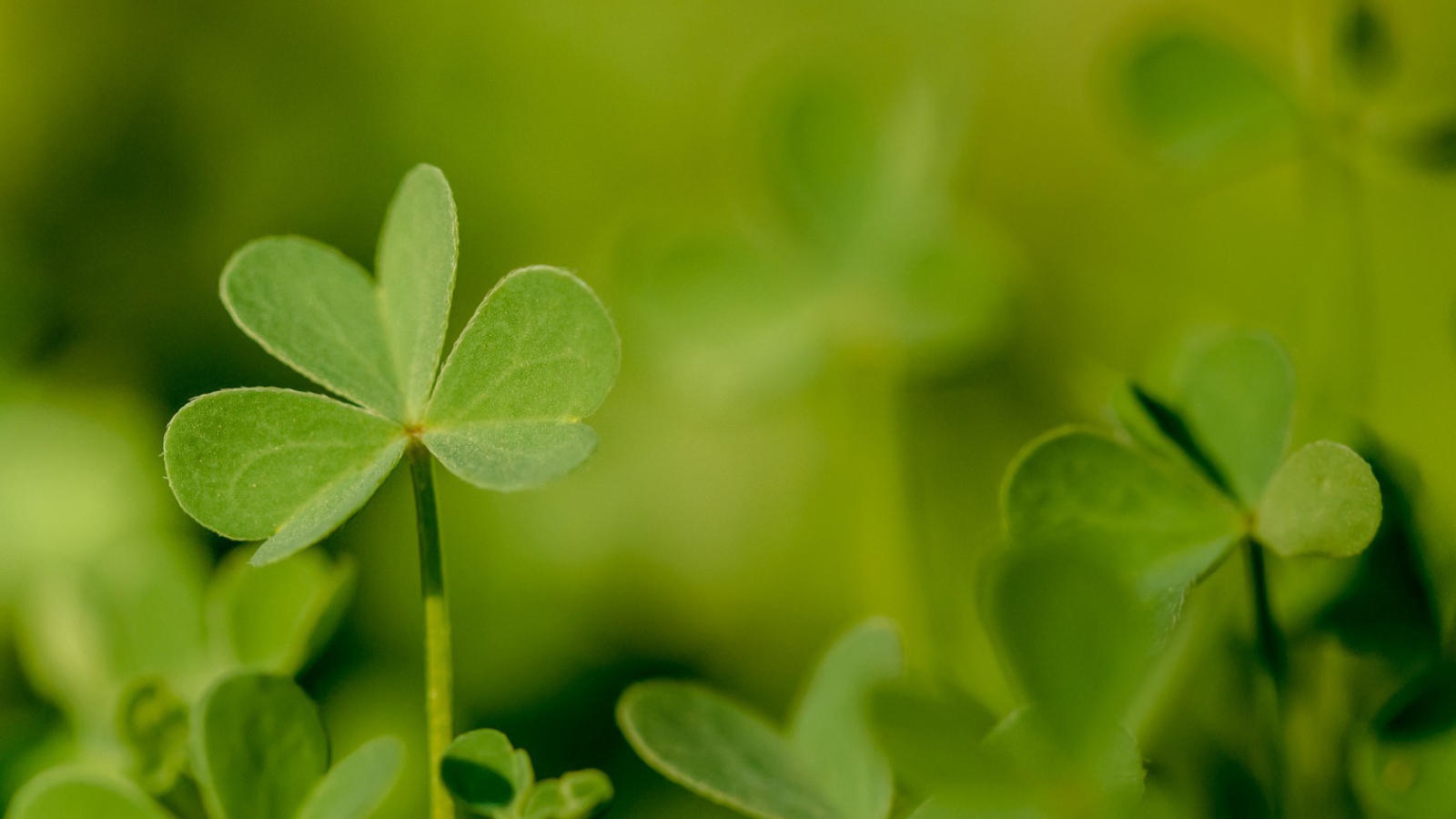 Молодой зеленый листик