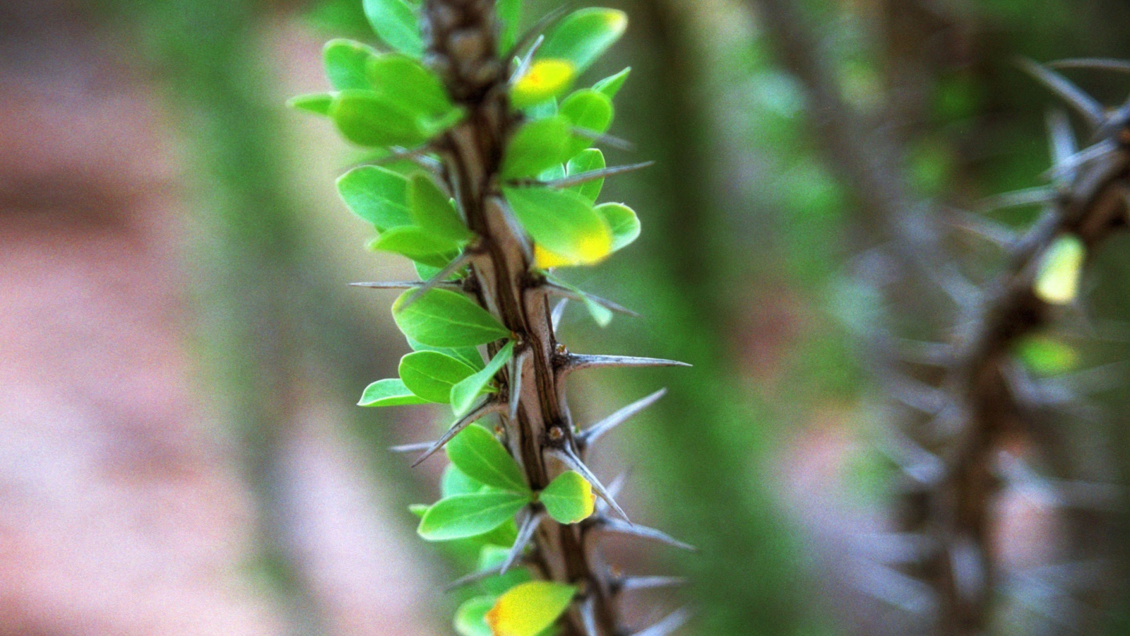 Ветка растения с шипами