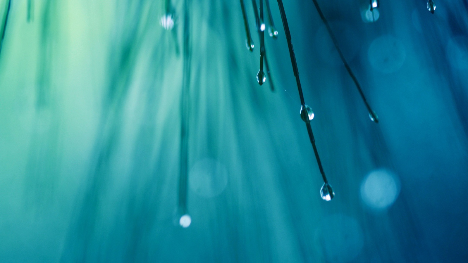 	 Water drops on the tree needles