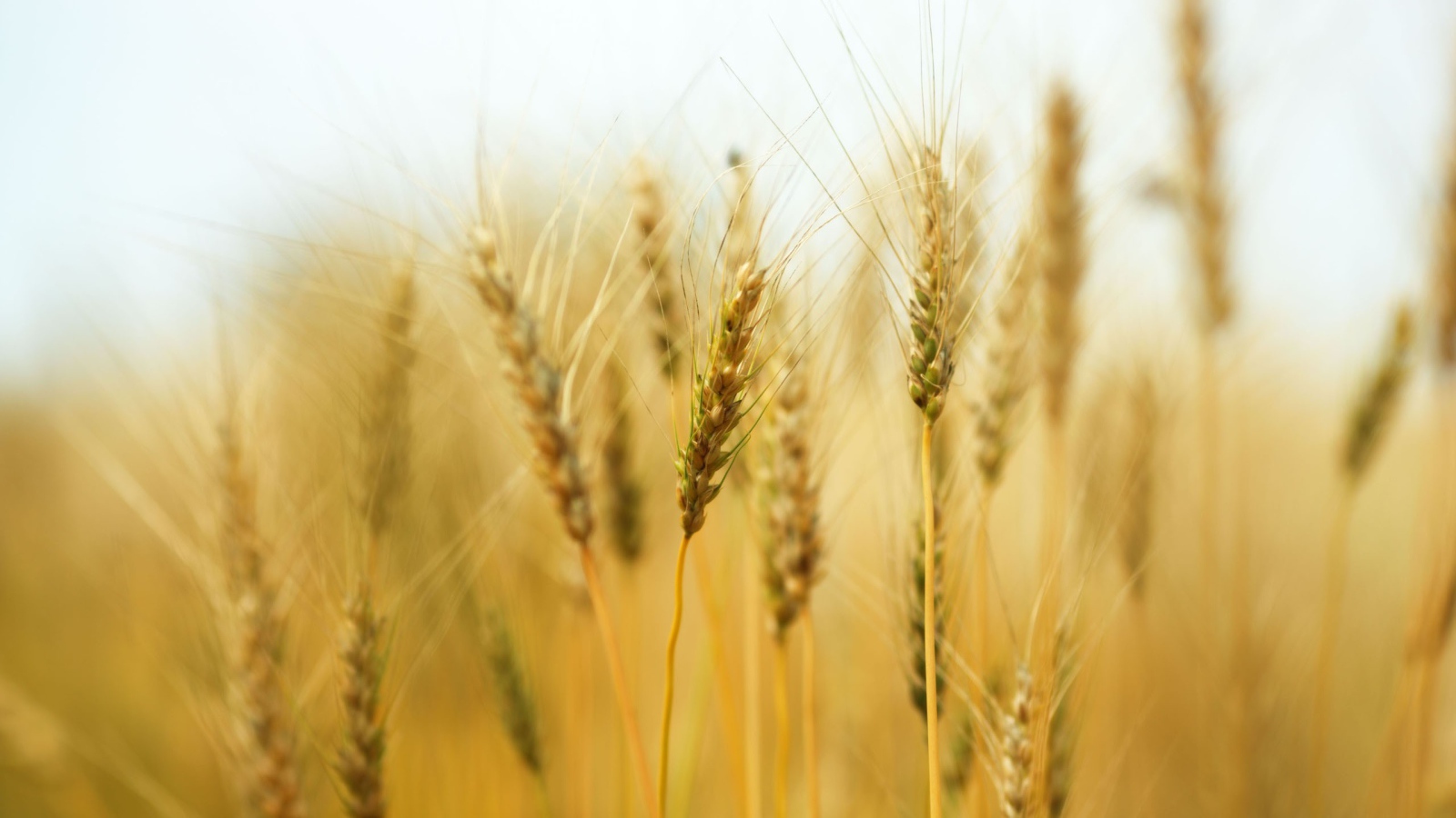 Колосья пшеницы