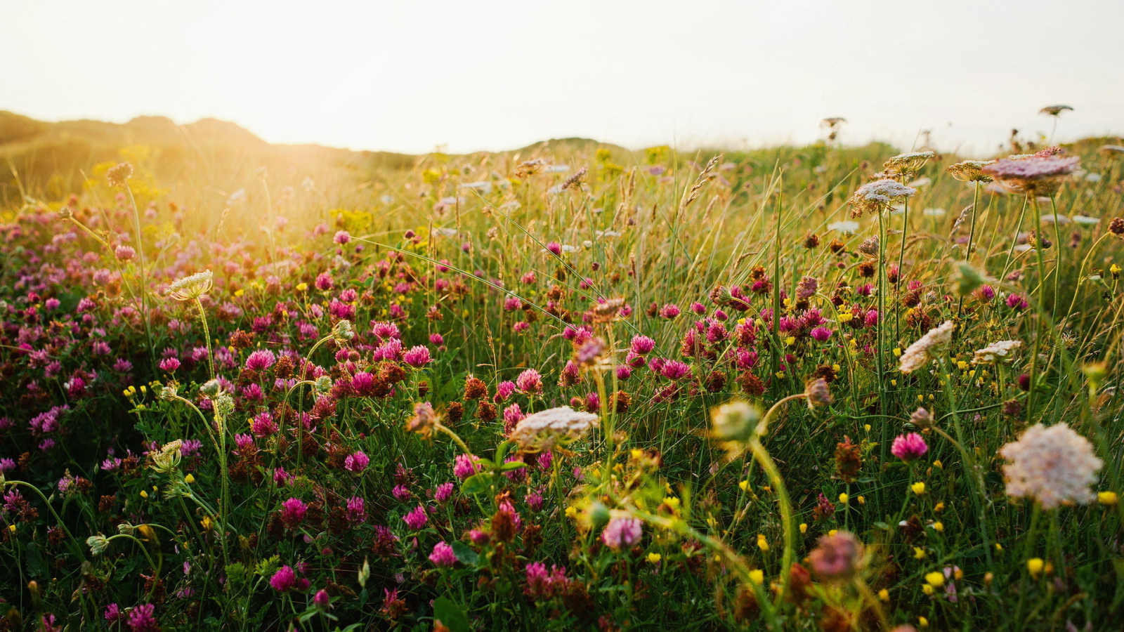 Полевой клевер