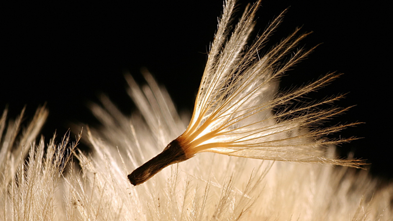 Пушинка одуванчика