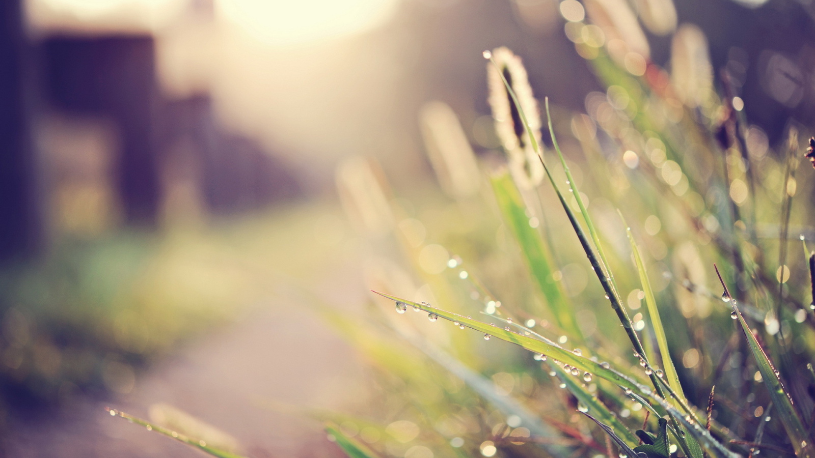 Капли воды на траве