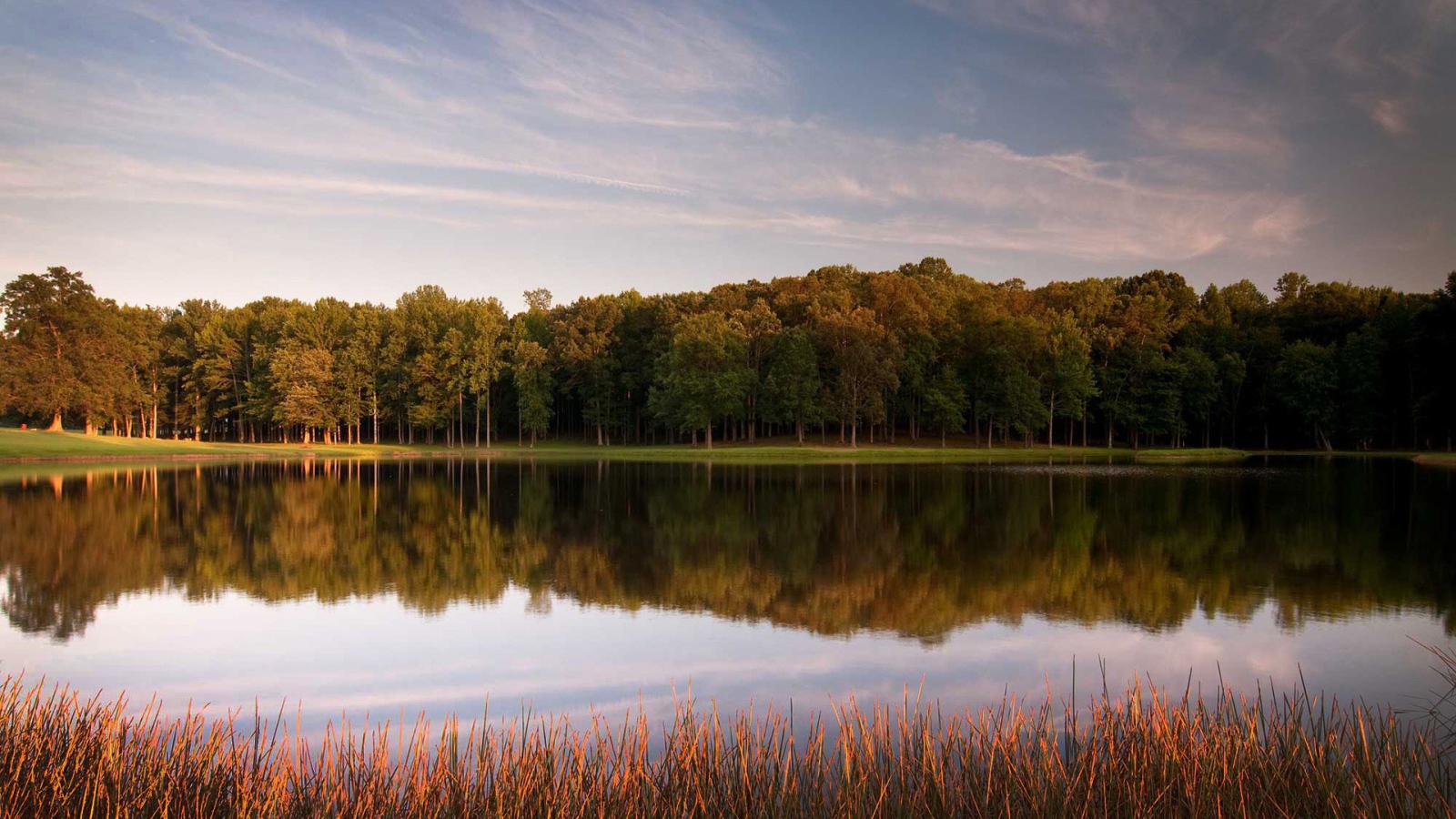 Зеленый лес вокруг озера