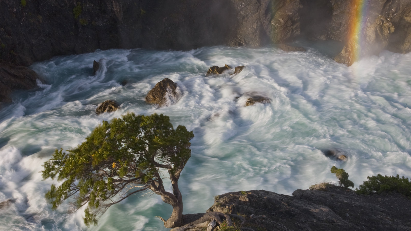 Дерево в горной реке