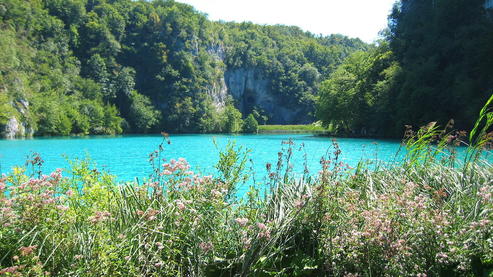 Трава на берегу озера