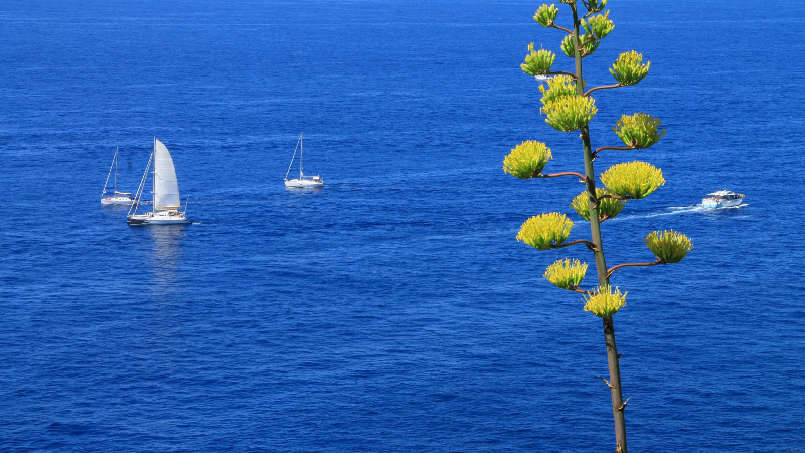 Парусники в море