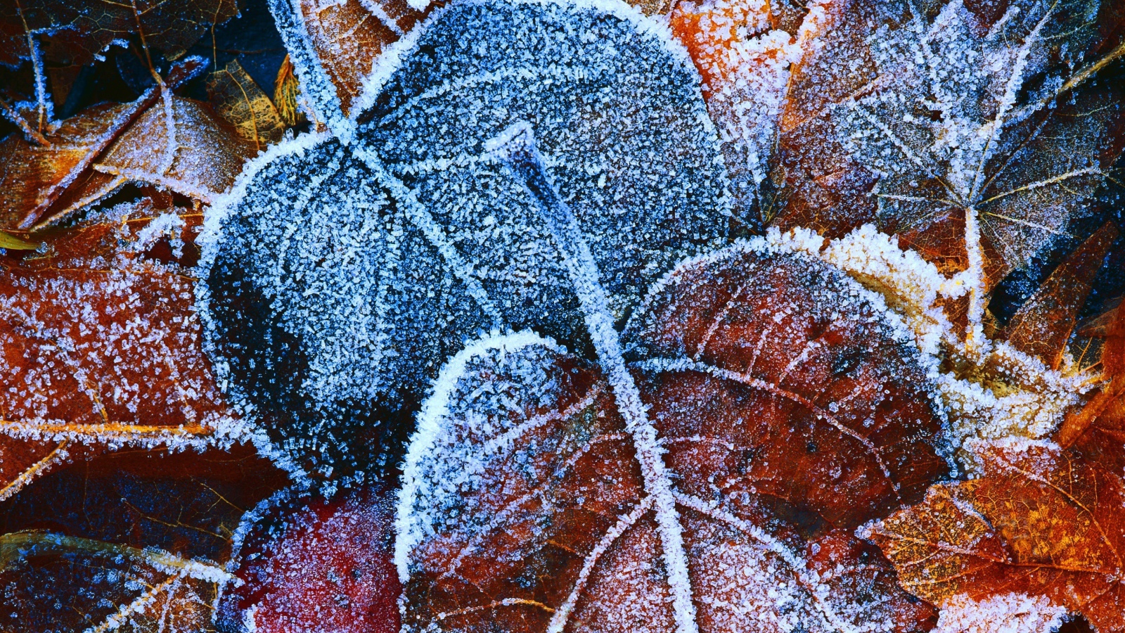 	   Autumn leaves in frost