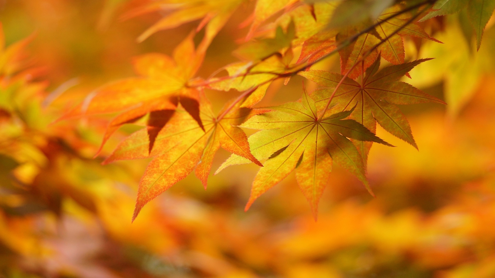 Ветка с осенними листьями