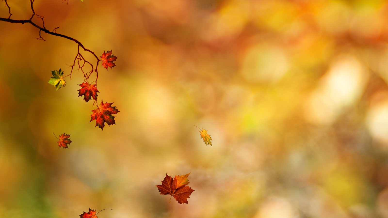 Листья падают на землю