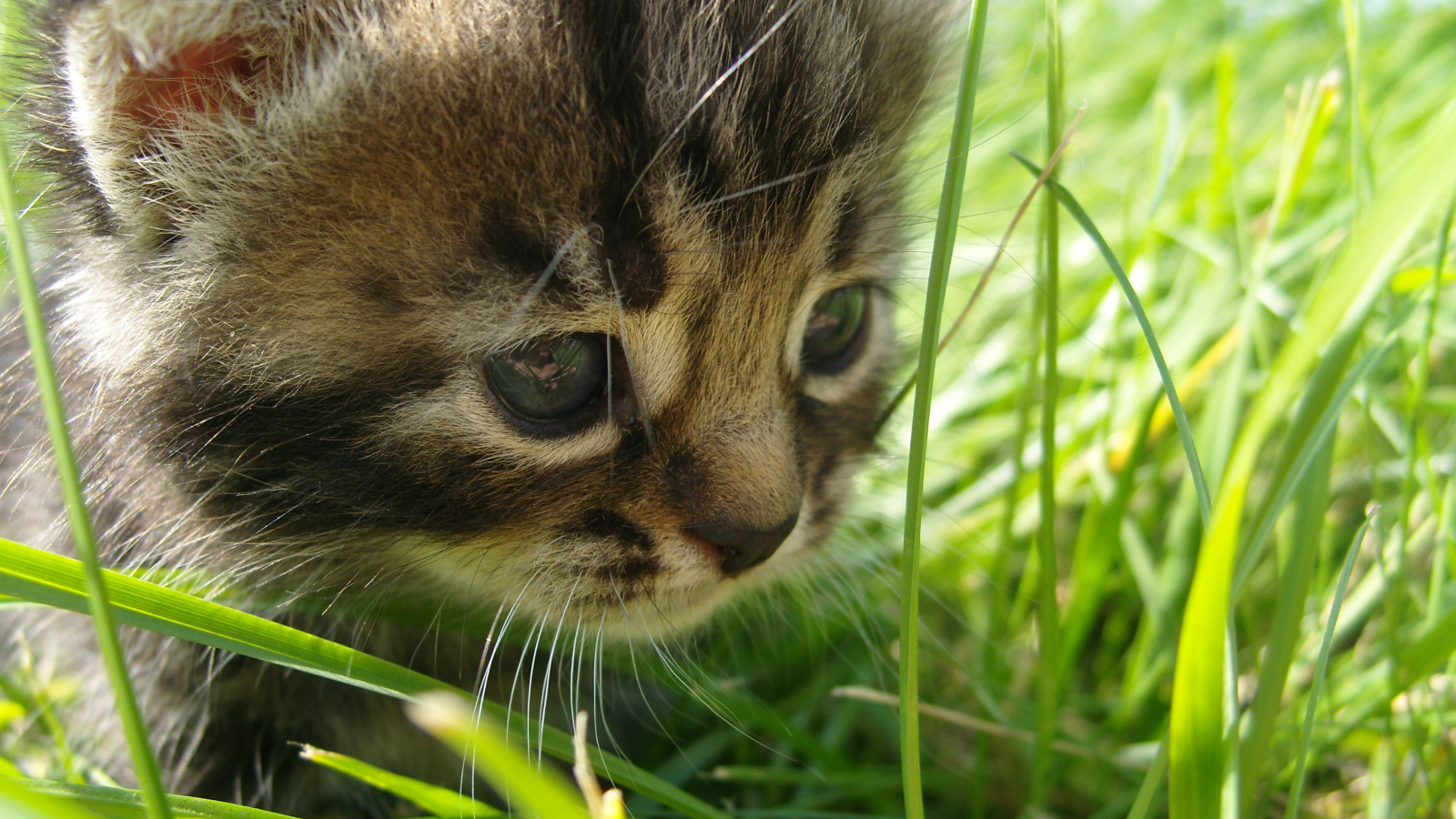 Котенок среди травы летом