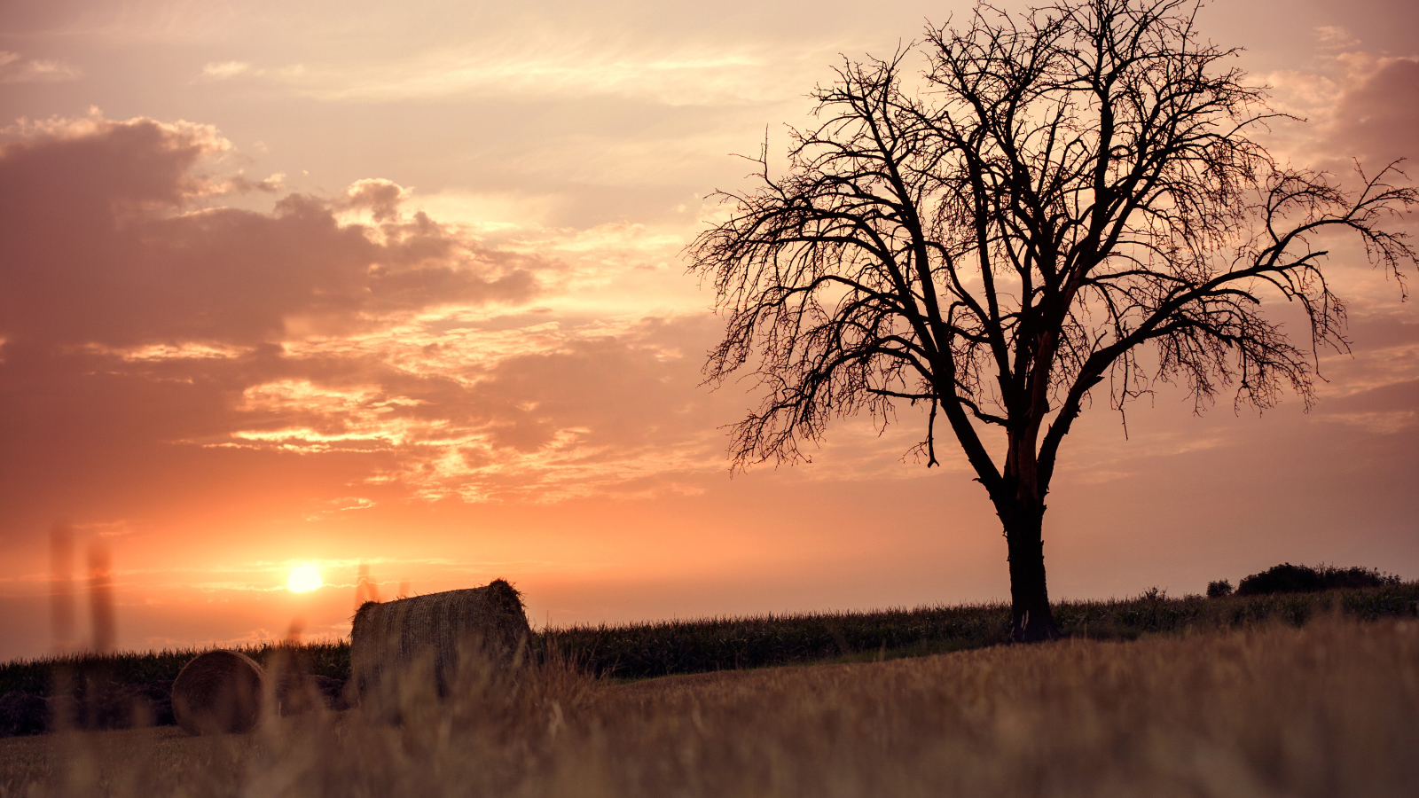 Одинокое дерево на фоне заката
