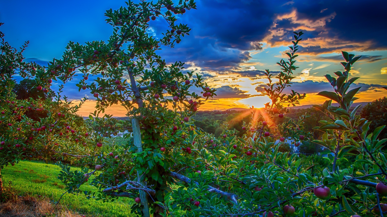 Закат в яблоневом саду