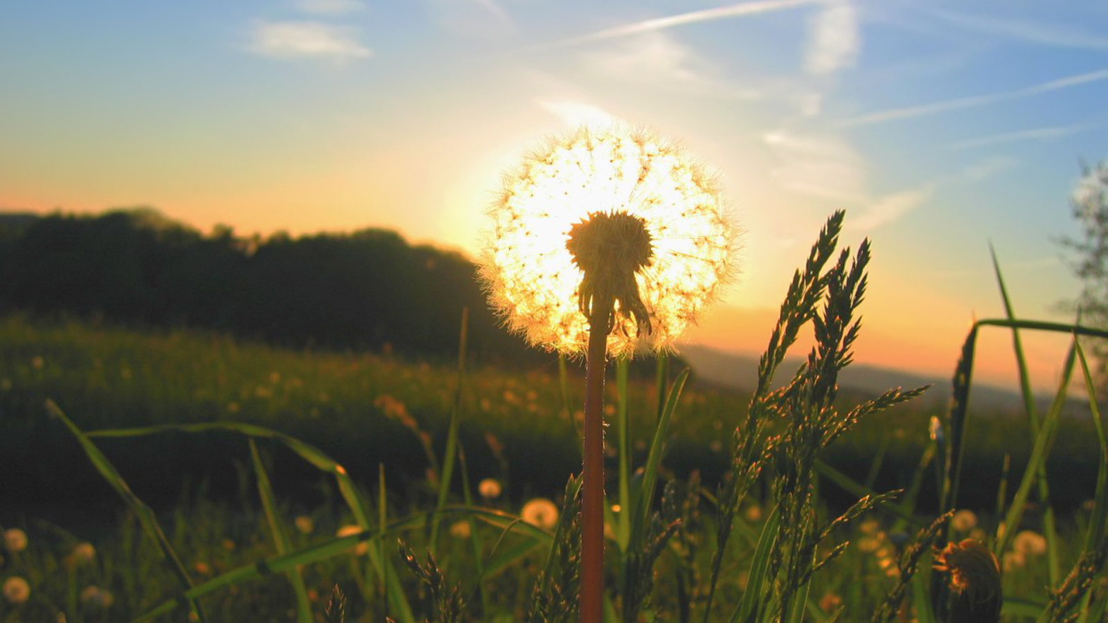 Солнце за одуванчиком
