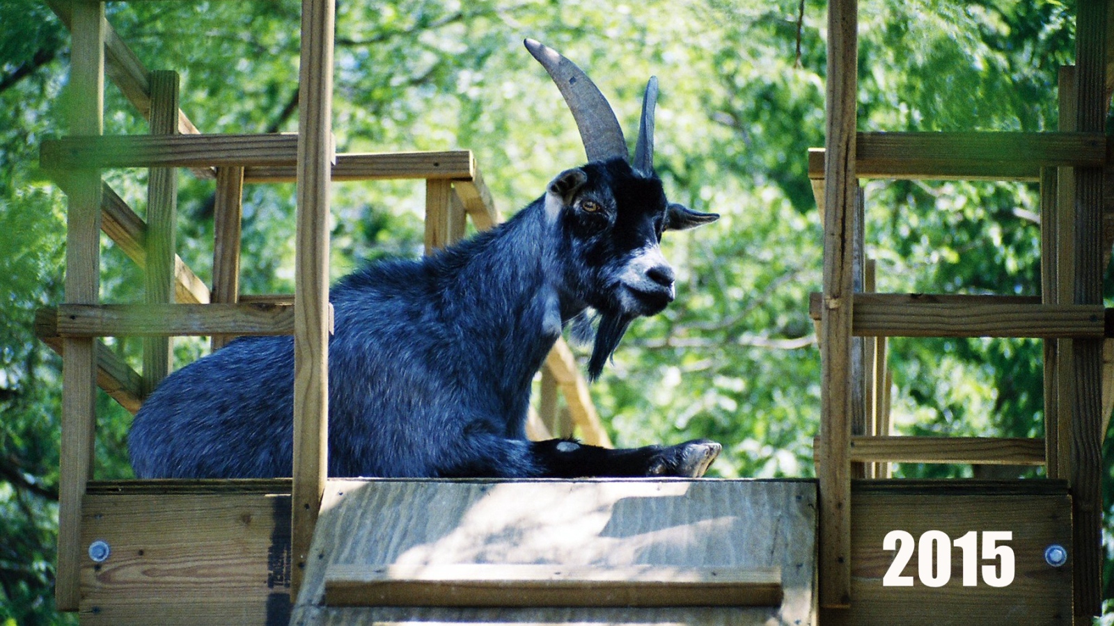 Новый Год 2015 Синяя коза