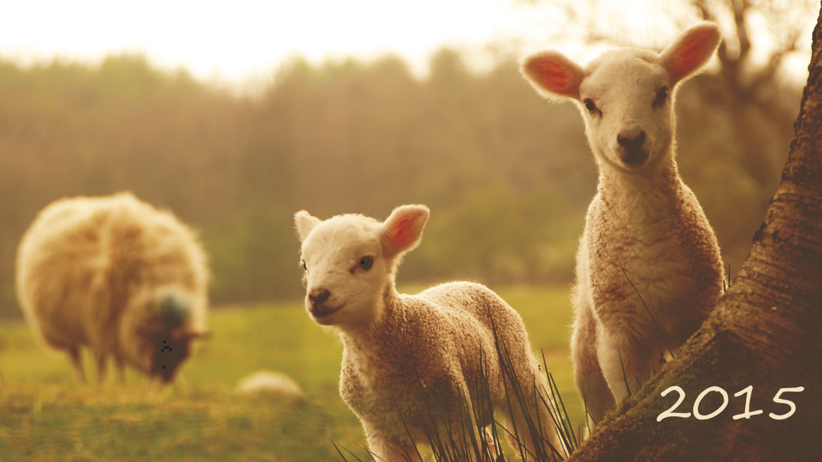 Новый Год 2015 овечки
