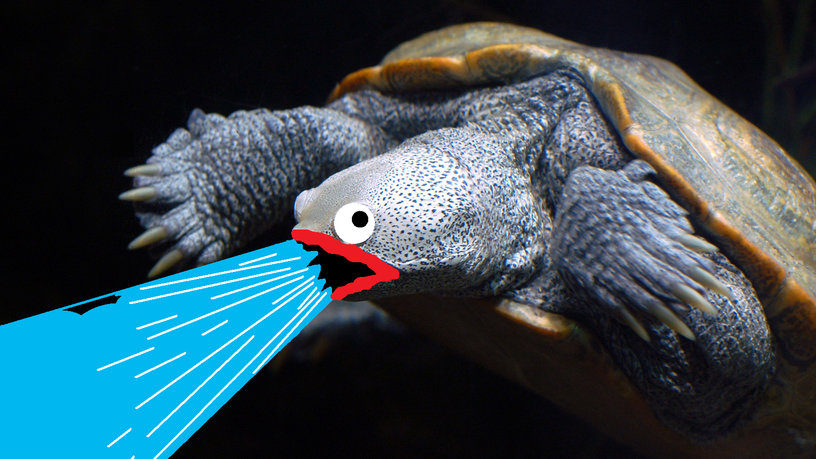 Черепаха изрыгает воду