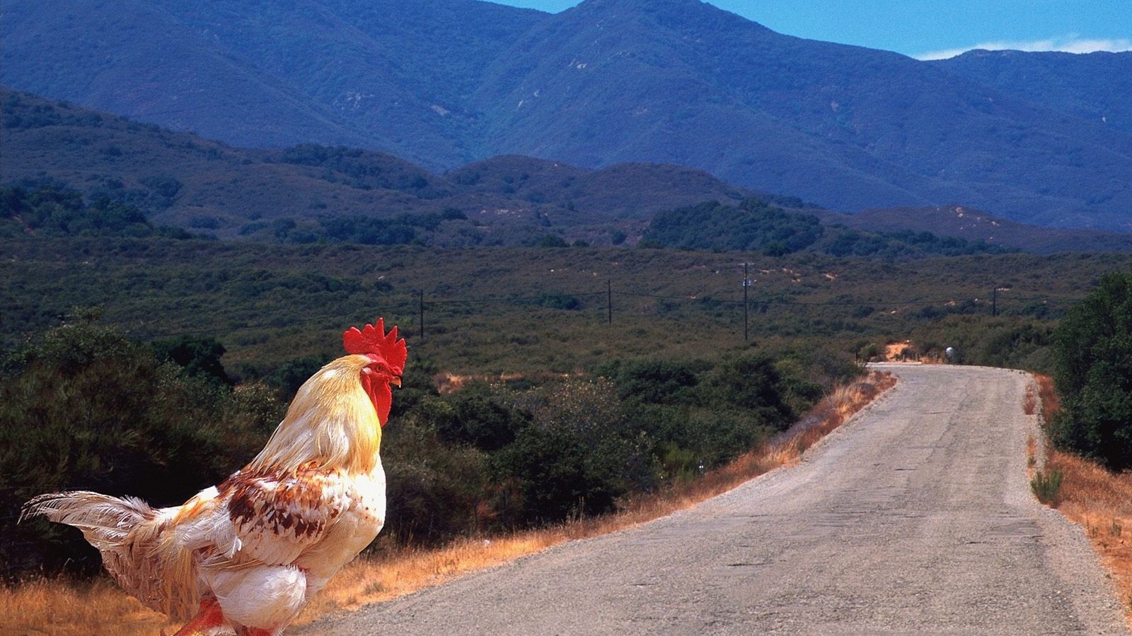 Петух переходит дорогу