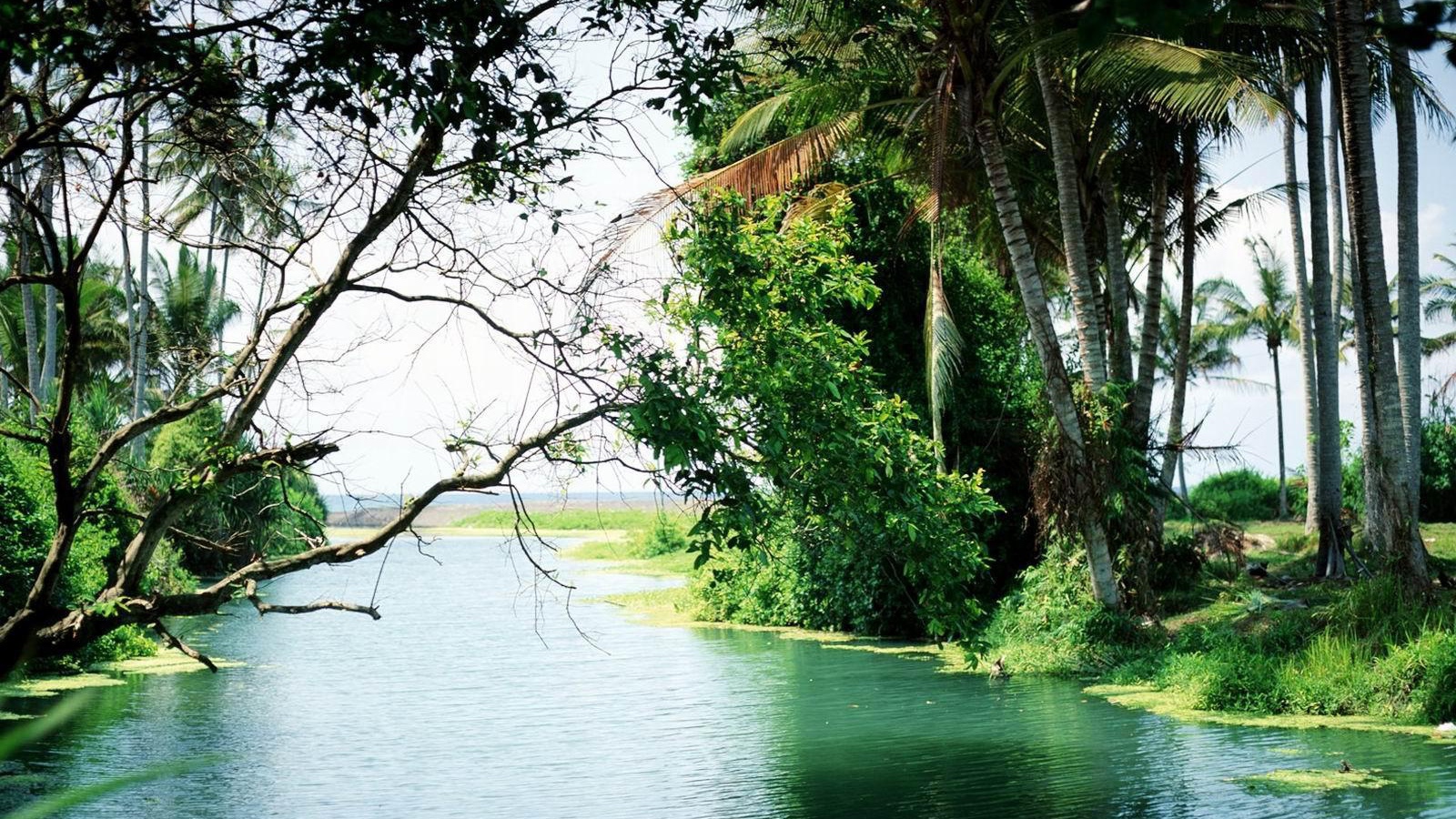 Лес на Бали