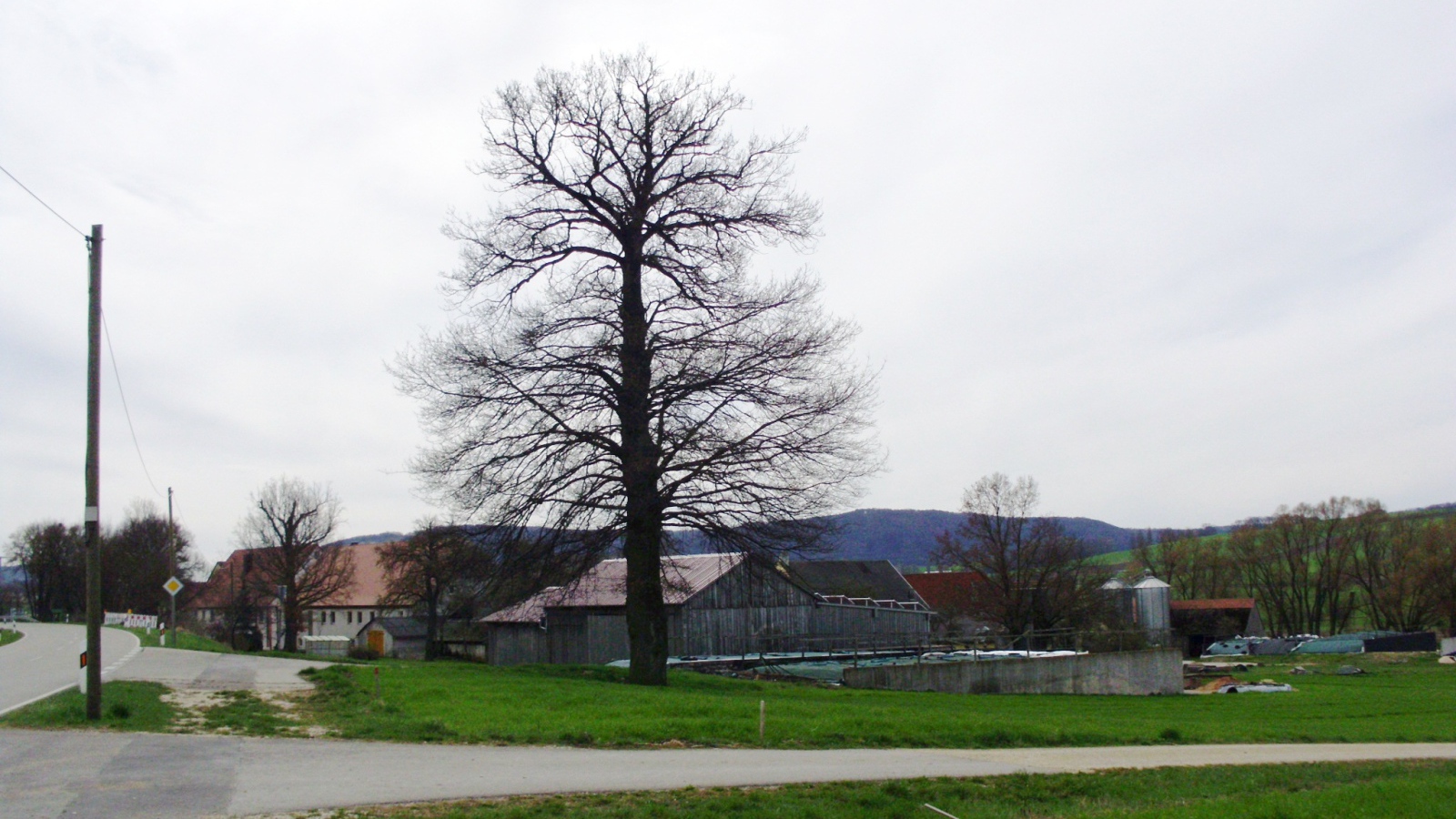 Сухое дерево в городе Лэнгенфельд, Австрия