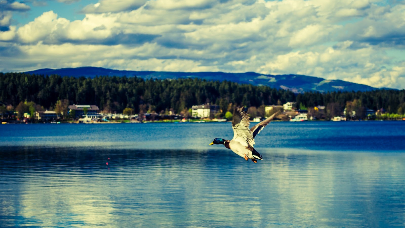 Утка над озером Клопайнер Зее, Австрия