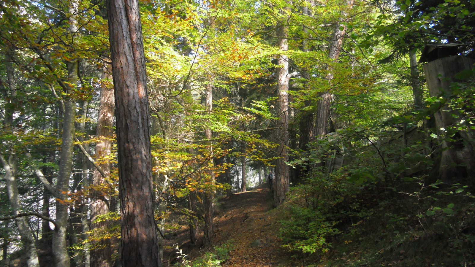 Лес на курорте Тельфс-Бюхен, Австрия