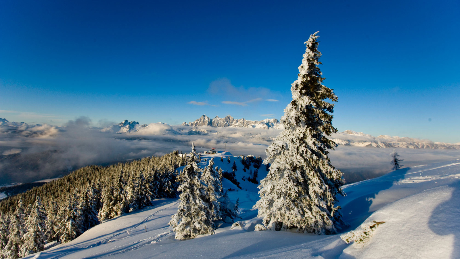 Заснеженная ель на горнолыжном курорте Шладминг, Австрия